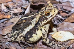 Gulf Coast Toad
