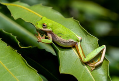Small-eared Tree Frog