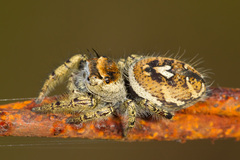Phidippus arizonensis