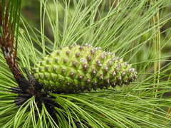 smooth-bark Mexican pine