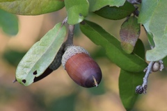 Texas live oak