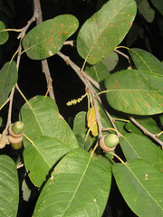 Mexican White Oak