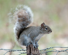 Allen's Squirrel