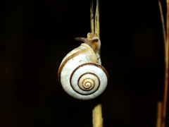 Peripatetic Scrubsnail