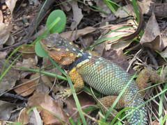Blue Spiny Lizard