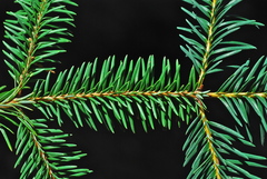 sacred fir