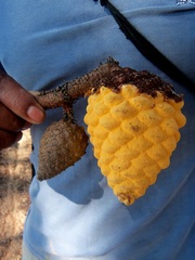 Cronartium conigenum