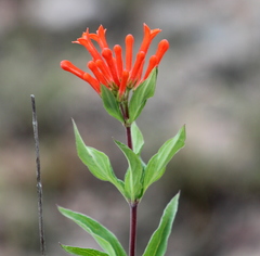 firecrackerbush