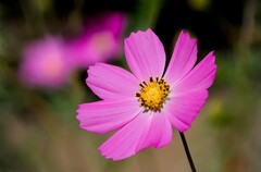 garden cosmos
