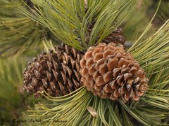 Hartweg's pine