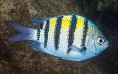 Atlantic Sergeant Major