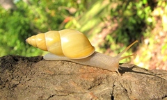 Sulfur Cone