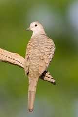 Inca Dove