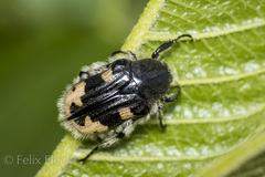 Euphoria basalis