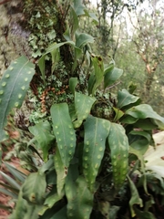 Bigfruit Scaly Polypody