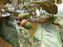 Leather leaf mexican oak