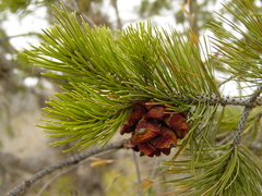 Mexican pinyon