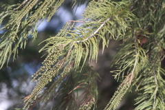 Montezuma cypress