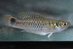 Spottail Killifish