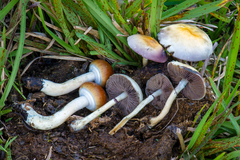 Magic Mushroom