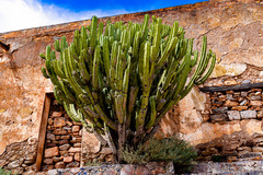 Blue Myrtle-cactus