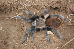 Yucatán Rust-rump Tarantula