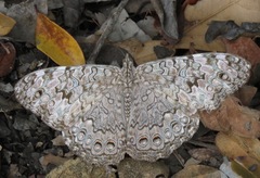 Gray Cracker