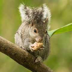 Yucatán Squirrel