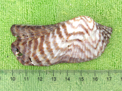 Turkey Wing