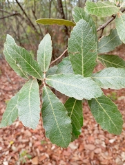 Mexican red oak