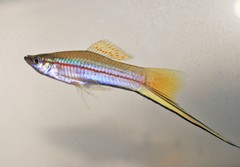 Green Swordtail