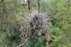 ballmoss