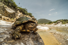 Mexican Mud Turtle