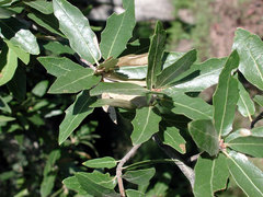 Emory oak