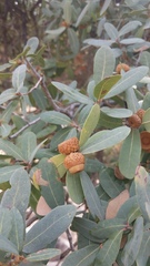 Mexican blue oak