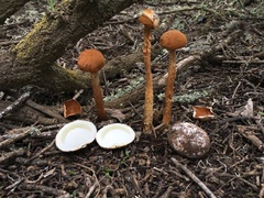 Sandy Stilt-puffball