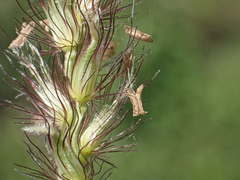 buffelgrass