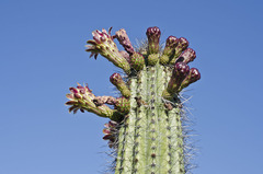 organ pipe cactus