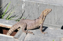 Sonoran Spiny-tailed Iguana