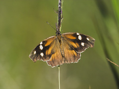 American Snout