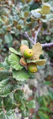 Mexican Oak