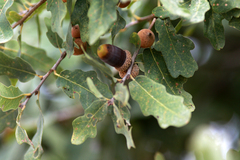 Lacey Oak