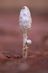 Desert Shaggymane