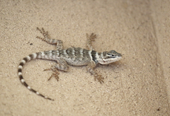 Crevice Spiny Lizard