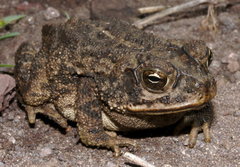 Sinaloa toad
