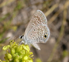Ceraunus Blue