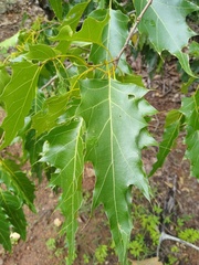 Cusi Oak