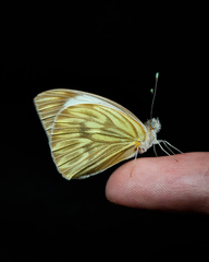 Great Southern White