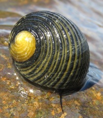 Rough-ribbed Nerite