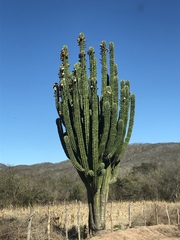 Indian Comb